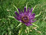 Tragopogon porrifolius