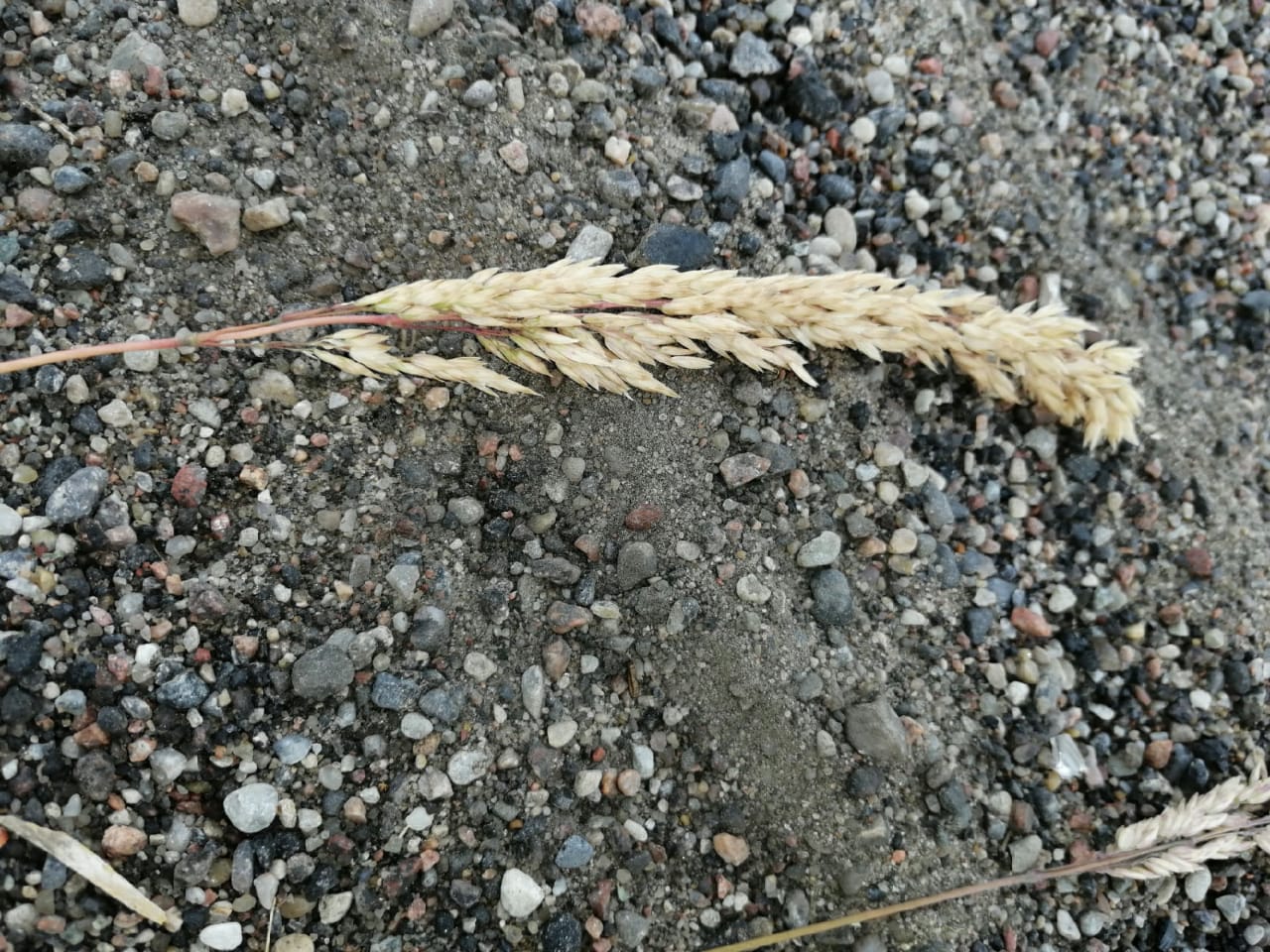 Изображение особи семейство Poaceae.