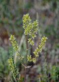 Silene chersonensis