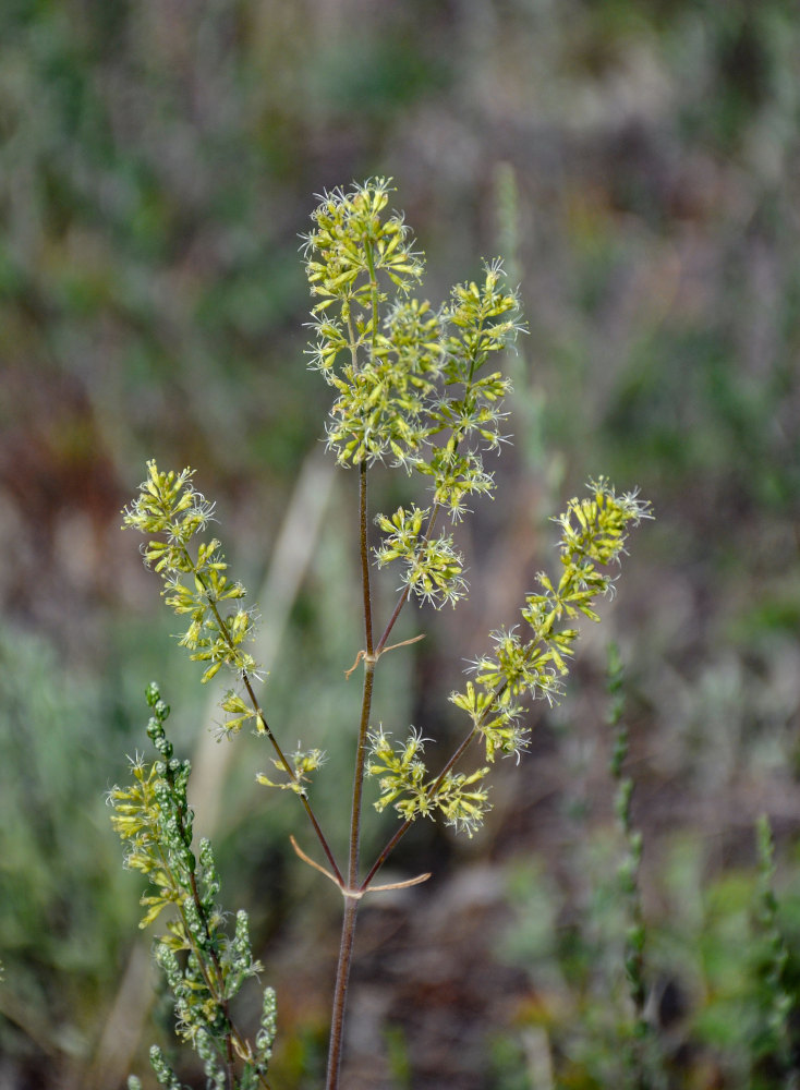 Image of Silene chersonensis specimen.