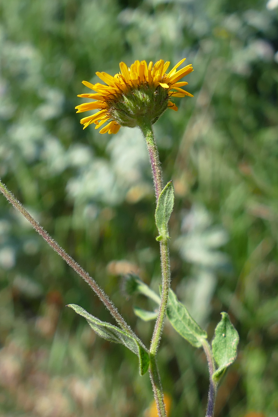 Image of Pulicaria dysenterica specimen.