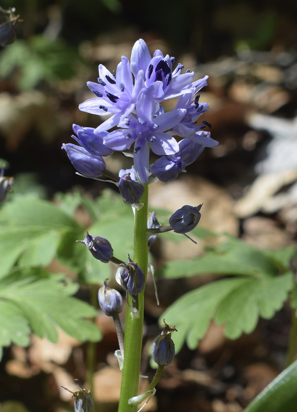 Изображение особи Scilla lilio-hyacinthus.