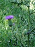 Cirsium vulgare