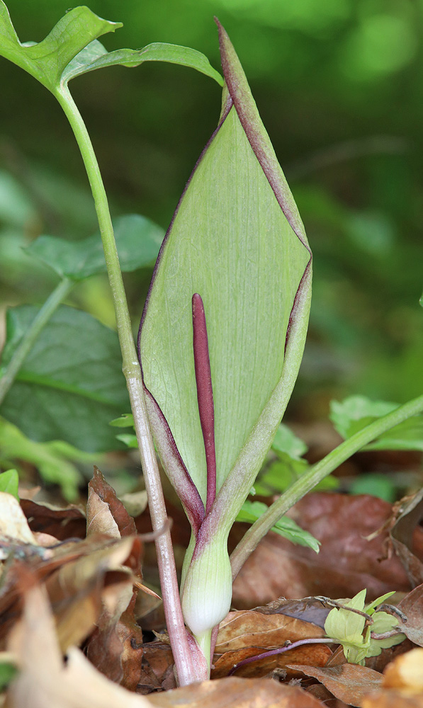 Image of Arum amoenum specimen.