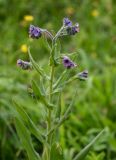 Cynoglossum creticum. Верхушка цветущего растения. Дагестан, Магарамкентский р-н, Самурский лес, опушка широколиственного леса. 05.05.2022.