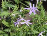 Isotoma axillaris