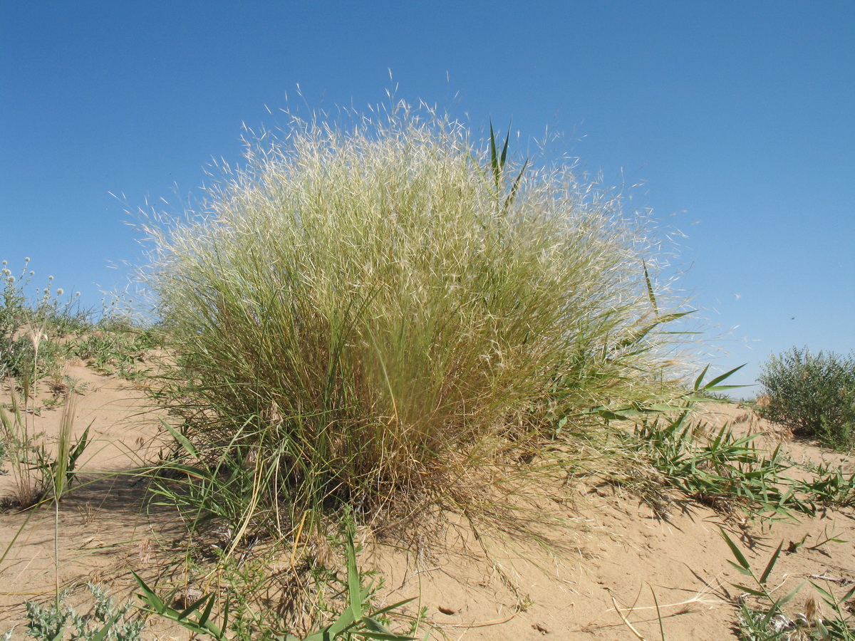 Image of Stipagrostis pennata specimen.