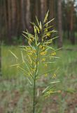 Bromopsis inermis