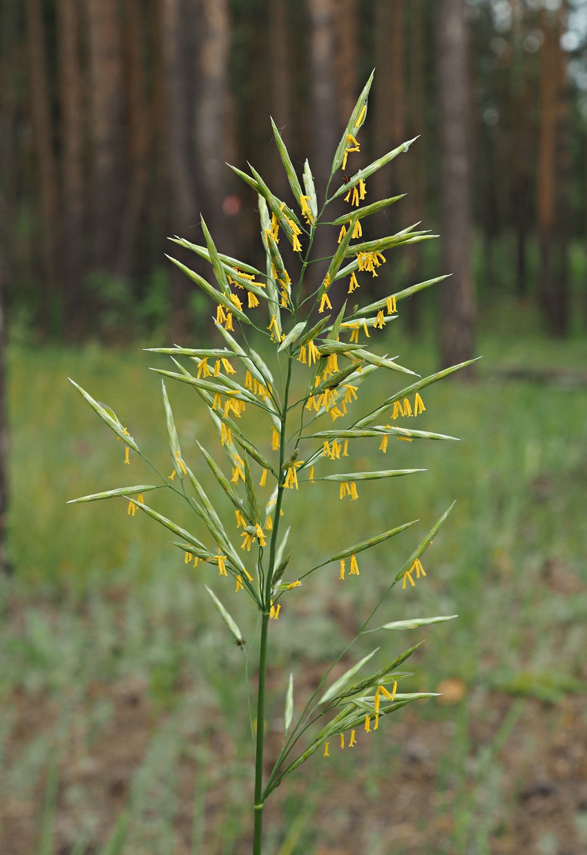 Image of Bromopsis inermis specimen.