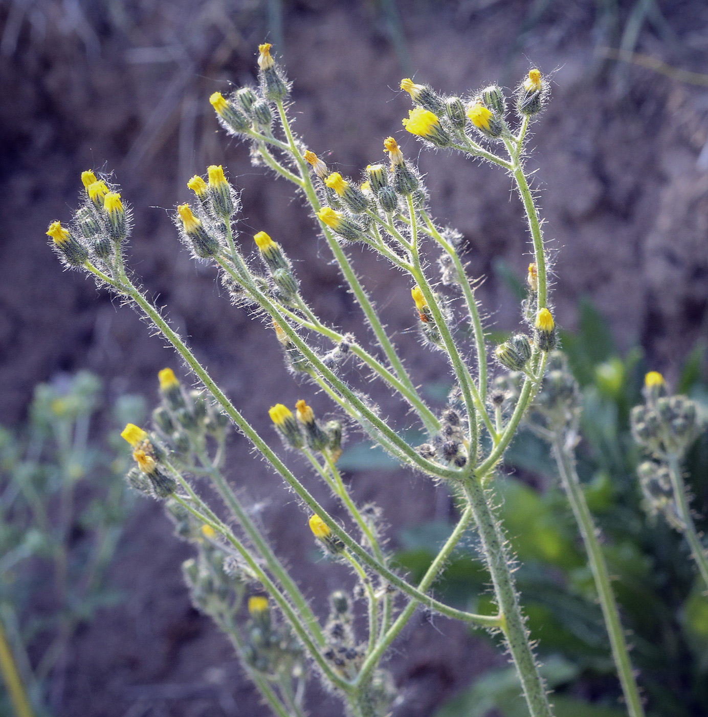 Изображение особи Pilosella procera.