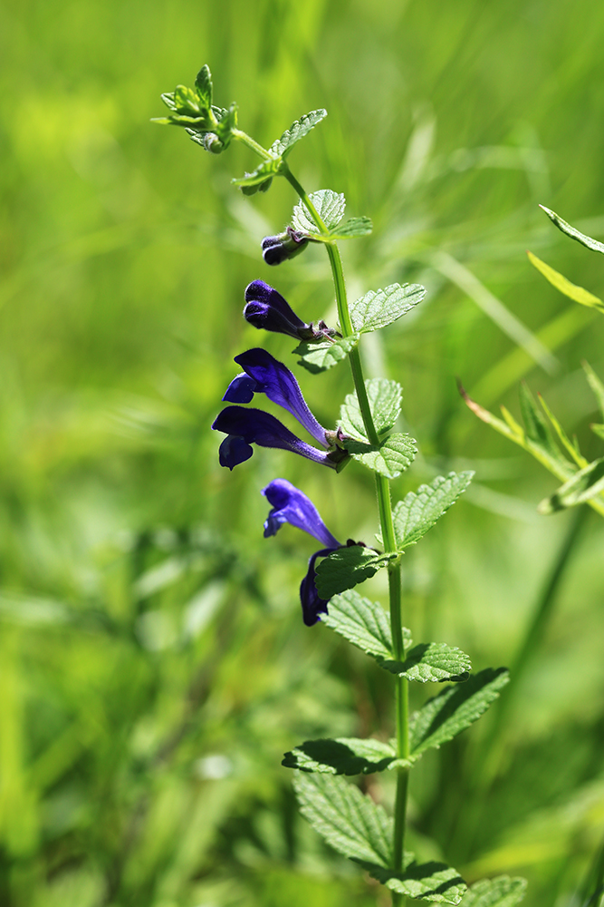 Изображение особи Scutellaria tuminensis.