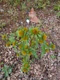 Bidens radiata