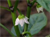 Capsicum annuum