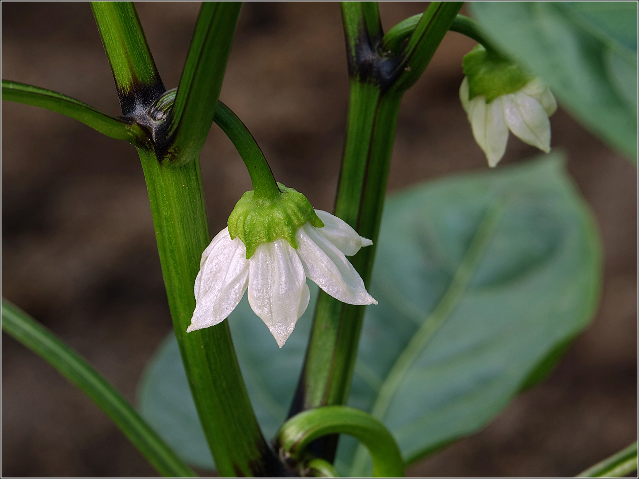 Изображение особи Capsicum annuum.