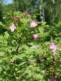 Rosa glabrifolia