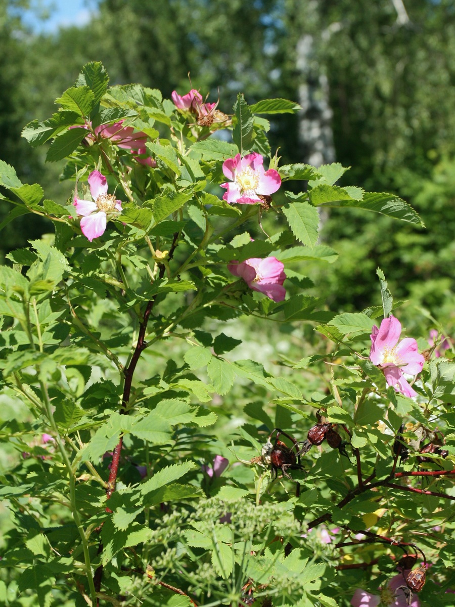 Изображение особи Rosa glabrifolia.