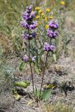 Phlomoides tuberosa. Цветущее растение. Казахстан, Акмолинская обл., Тенгиз-Кургальджинская впадина, Кургальджинский запов., степь. 17 июня 2022 г.