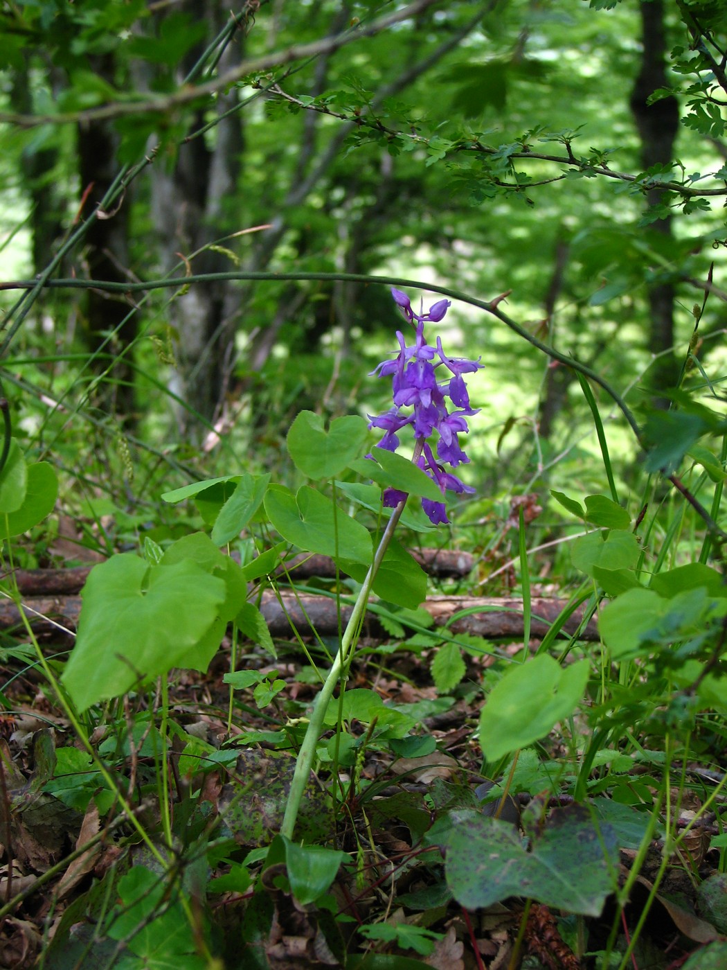 Изображение особи Orchis mascula.