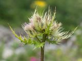 Cirsium obvallatum