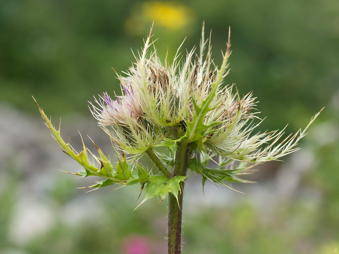 Изображение особи Cirsium obvallatum.