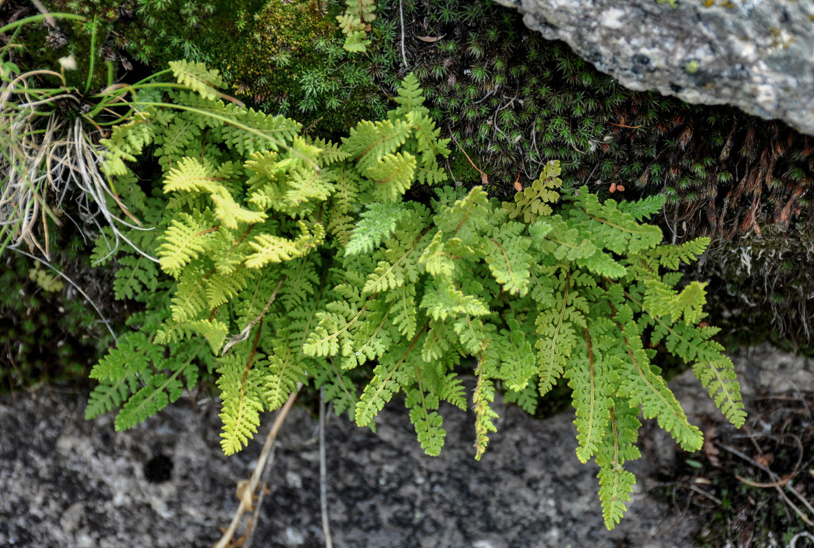 Image of Woodsia ilvensis specimen.