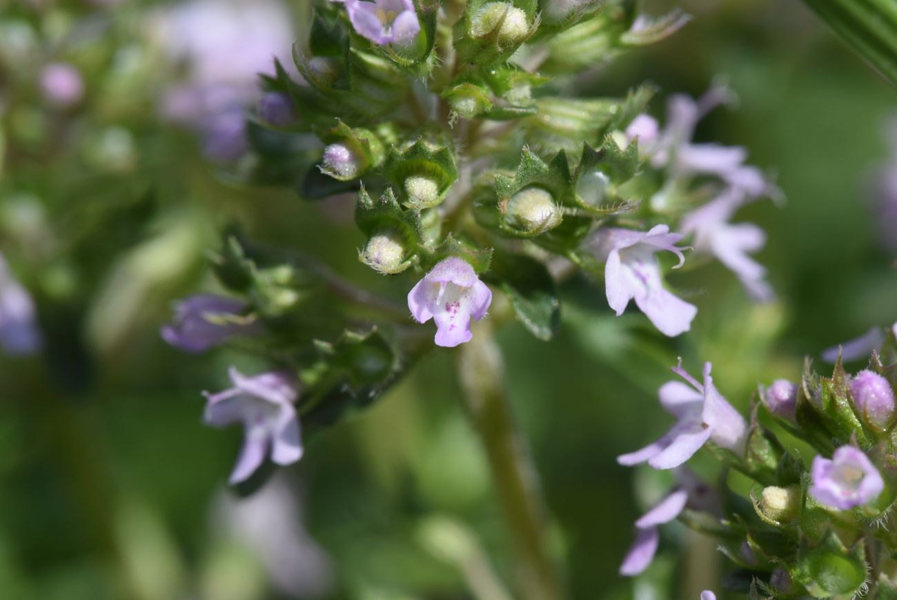 Изображение особи Thymus collinus.