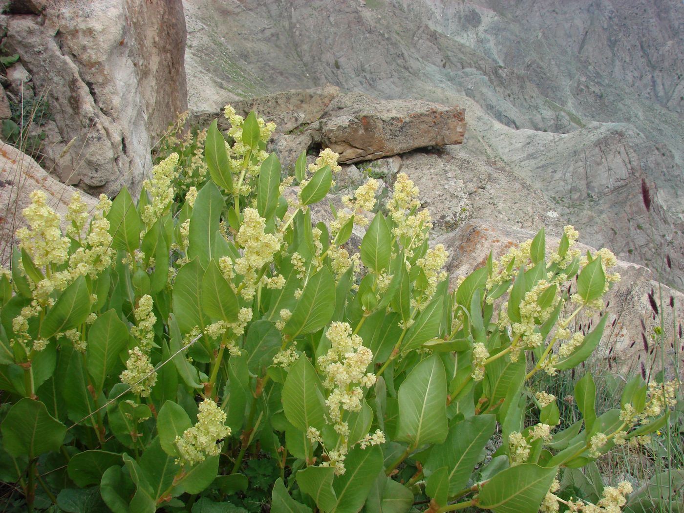 Изображение особи Aconogonon hissaricum.