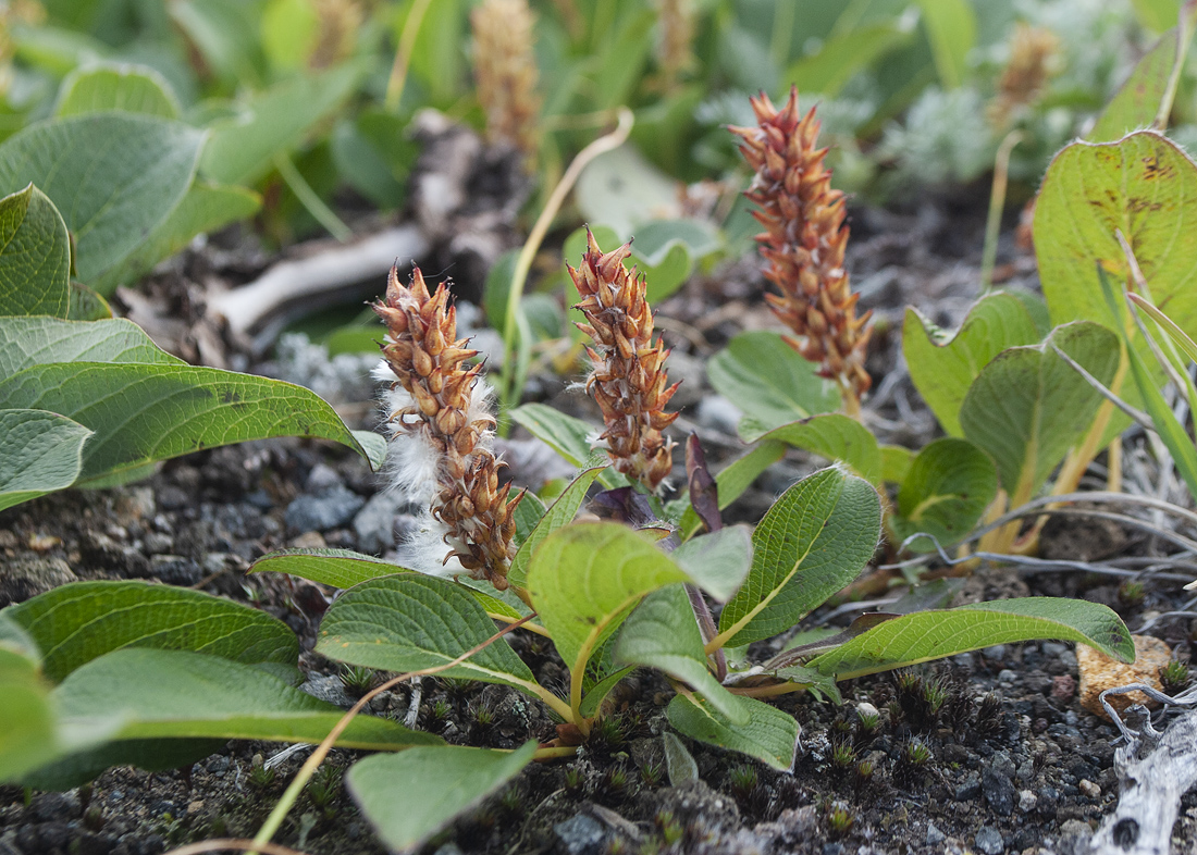 Image of Salix arctica specimen.