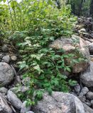 Rubus matsumuranus. Плодоносящее растение. Хабаровский край, р-н им. Полины Осипенко, долина р. Гремячий Лог, каменистый берег реки. 18.07.2021.