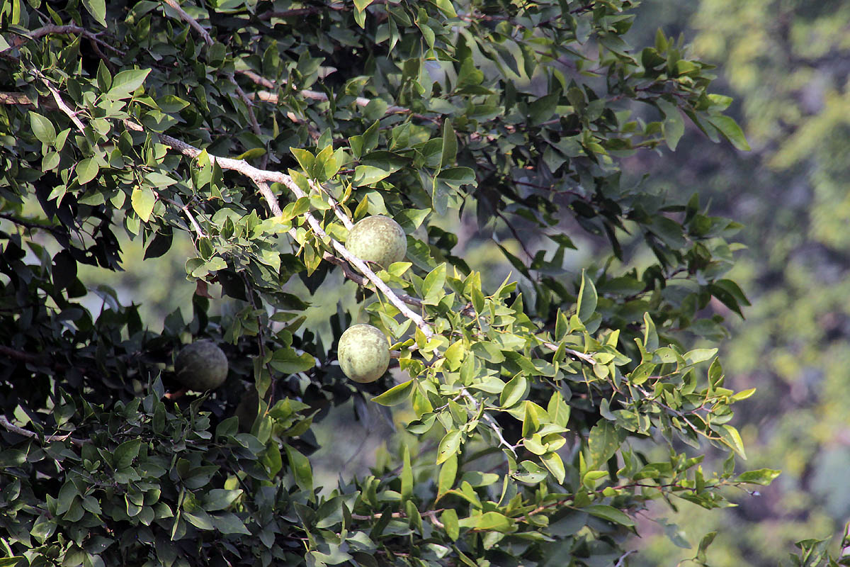 Изображение особи Aegle marmelos.