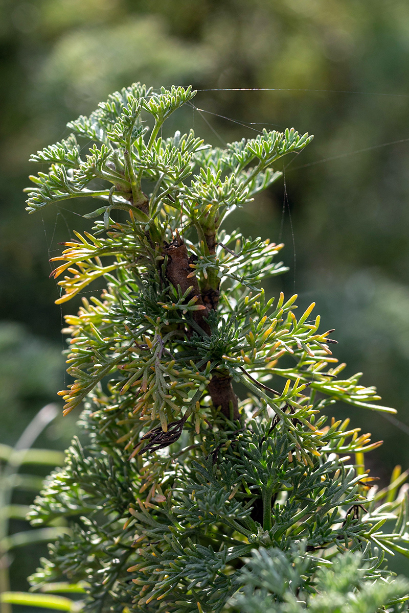 Изображение особи Artemisia abrotanum.