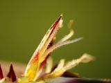 Carex melanostachya