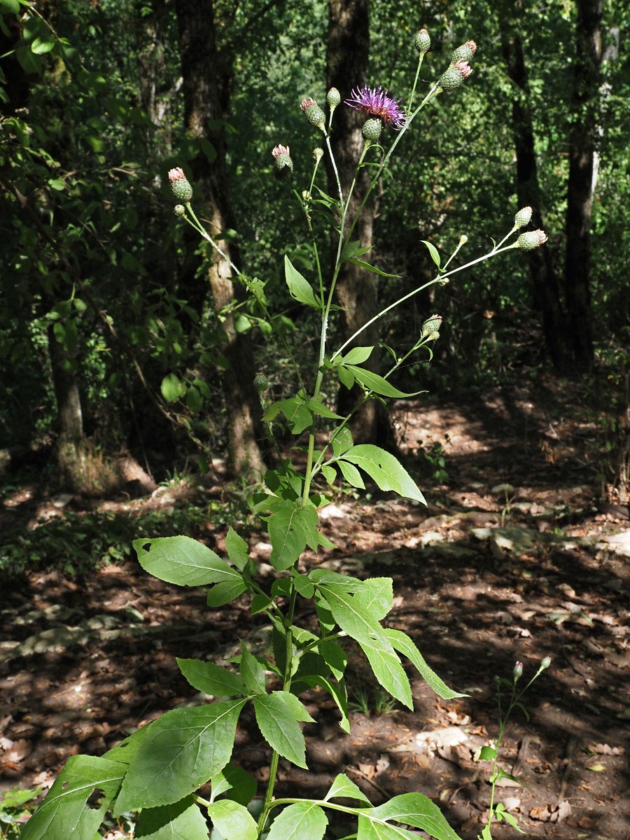 Image of Klasea quinquefolia specimen.