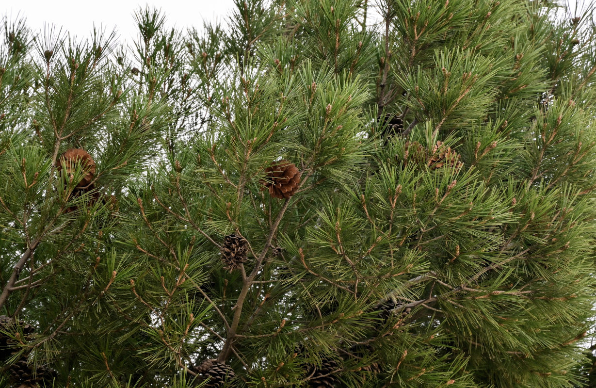 Изображение особи Pinus nigra.