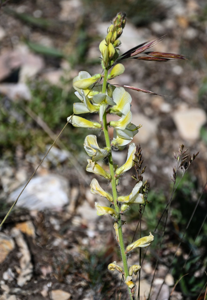 Image of Onobrychis radiata specimen.