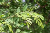 Amorpha fruticosa. Верхушка веточки. Астраханская обл., Черноярский р-н, окр. с. Солёное Займище, берег р. Волга, пойменный лес. 02.06.2022.