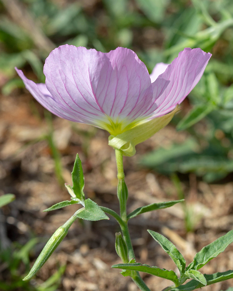 Image of Oenothera speciosa specimen.
