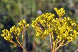 Patrinia scabiosifolia. Соплодие с сидящим насекомым. Приморский край, Уссурийский ГО, окр. с. Монакино, поляна на небольшой сопке. 09.09.2021.