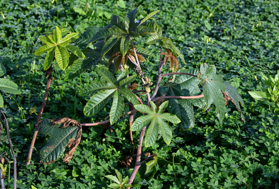 Image of Ricinus communis specimen.