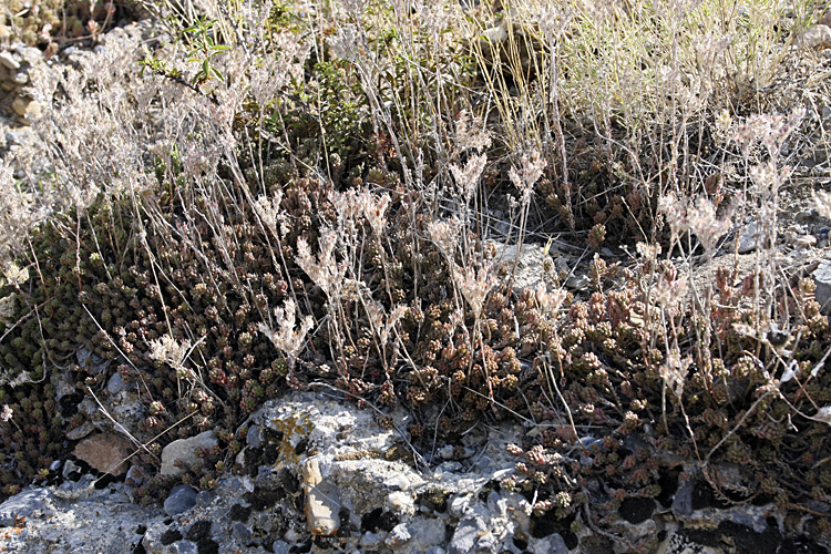 Изображение особи Sedum alberti.