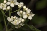 Sorbus torminalis. Цветки. Крым, Бахчисарайский р-н, окр. пгт Куйбышево, лес на краю плато. 07.05.2023.