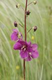 Verbascum phoeniceum. Часть соцветия с цветками и бутонами. Краснодарский край, г. Новороссийск, окр. пос. Верхнебаканский, Тоннельные горы, реликтовая горная степь. 14 мая 2023 г.