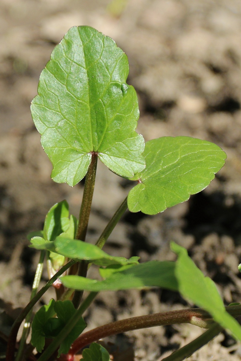 Image of Ficaria verna specimen.