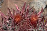 Ferocactus gracilis