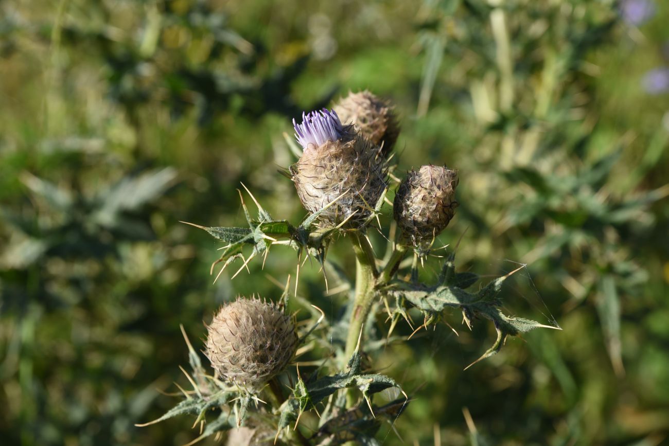 Изображение особи Cirsium buschianum.