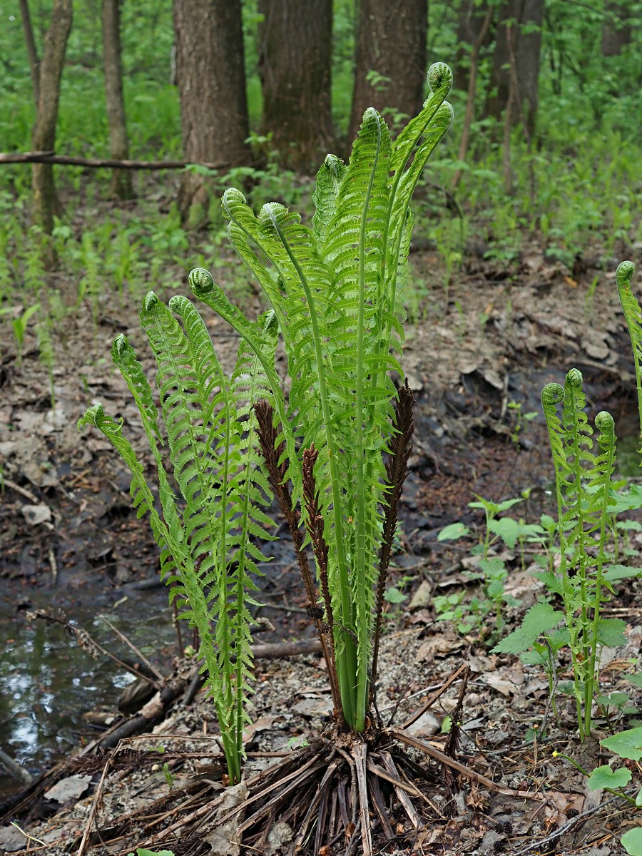 Image of Matteuccia struthiopteris specimen.