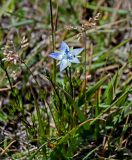 Lomatogonium carinthiacum