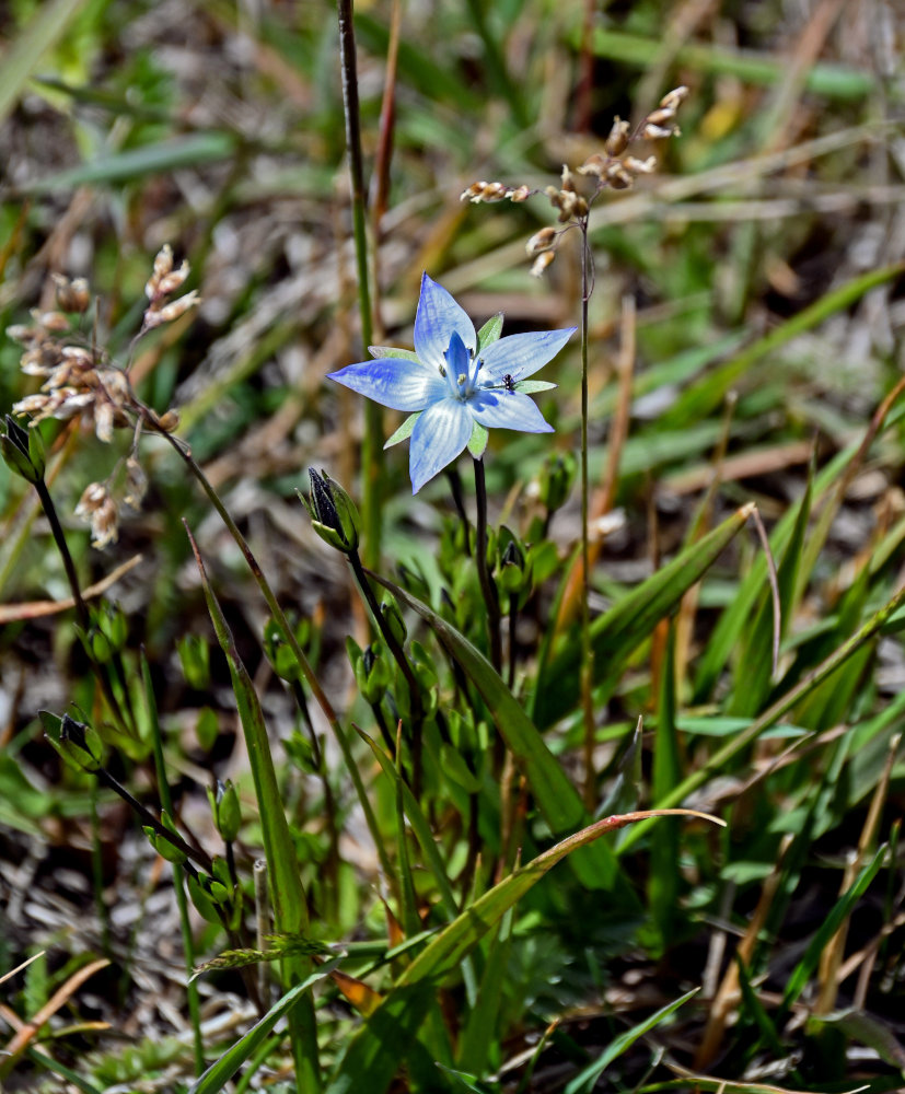 Изображение особи Lomatogonium carinthiacum.