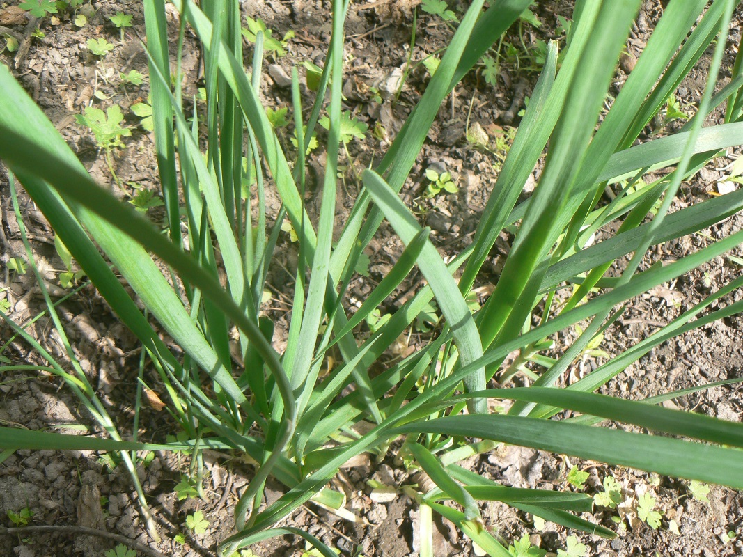 Image of Allium ramosum specimen.