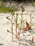 Corispermum hyssopifolium